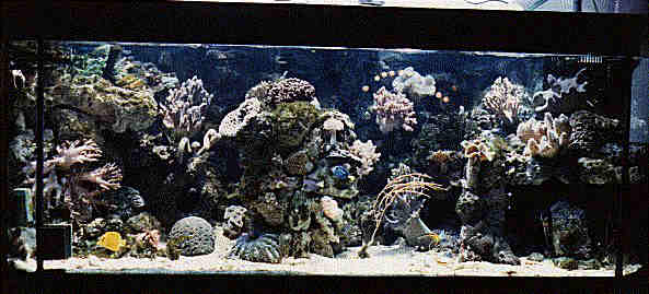 600-Liter Riffaquarium von Horst und Marlies